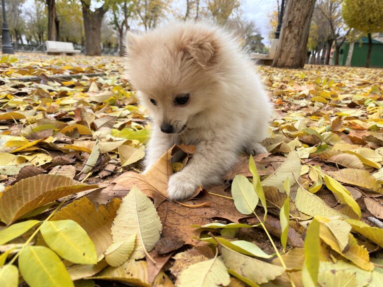 Revolución de mi otoño